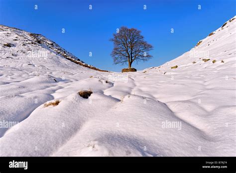 Winter view of Sycamore Gap on Hadrian's Wall Stock Photo: 22032168 - Alamy