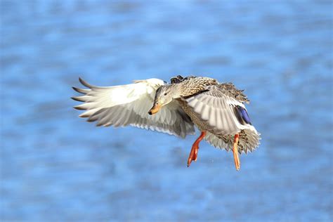 Flying Female Mallard Photograph by Sue Feldberg | Fine Art America