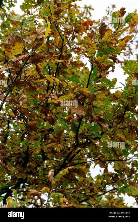 Autumn oak leaves closeup on the tree Stock Photo - Alamy