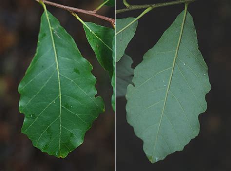 Quercus bicolor | Landscape Plants | Oregon State University