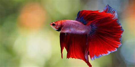 Betta Fish: Facts and Why They're Not 'Starter Pets' | PETA