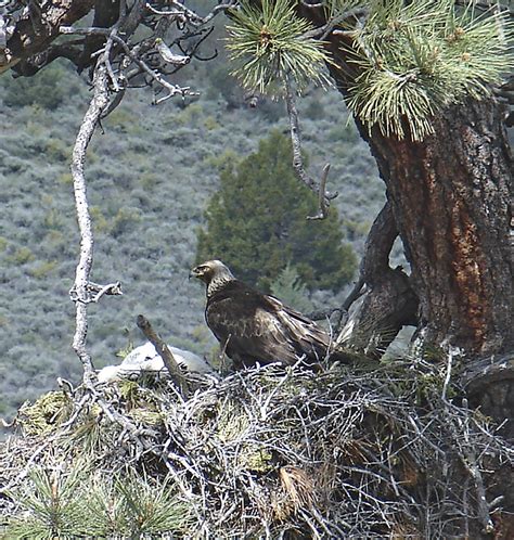 A Golden Eagle nest