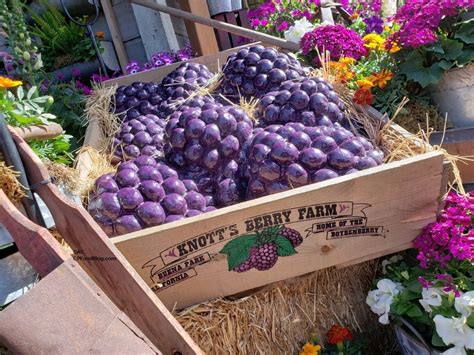 2020 Knott's Berry Farm Boysenberry Festival Food Guide - CP Food Blog