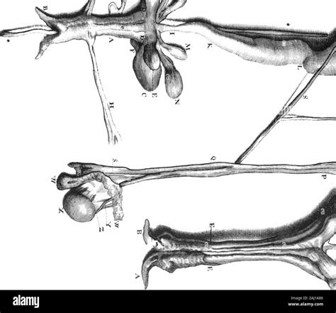 A Letter to Dr Edward Tyson Giving an Acconnt of the Anatomy of Those ...