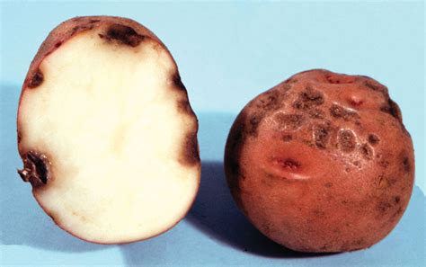 Phoma Rot, Pocket Rot - Potato - Ontario CropIPM