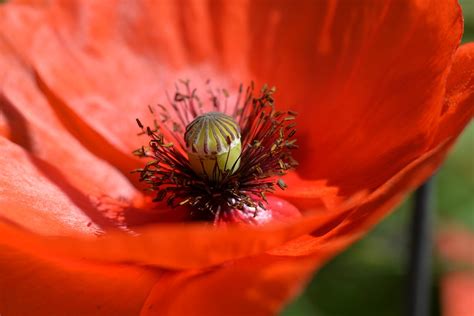 罂粟花 种子 胶囊 · Pixabay上的免费照片