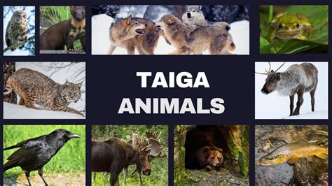 List of Taiga Animals with pictures | Suma English vocabulary Woodpecker, Bird Species, English ...