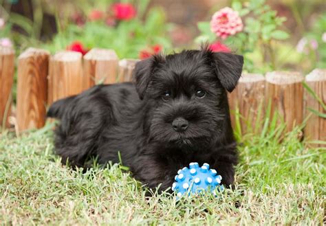 Miniature Schnauzer Puppies For Sale - AKC PuppyFinder
