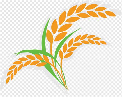 Oat Wheat Illustration, Cartoon rice Icon, cartoon Character, food ...