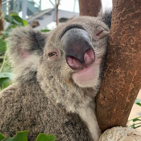 reneehowell on Instagram: “How I feel this Australia Day long weekend... #Iluka #koala # ...