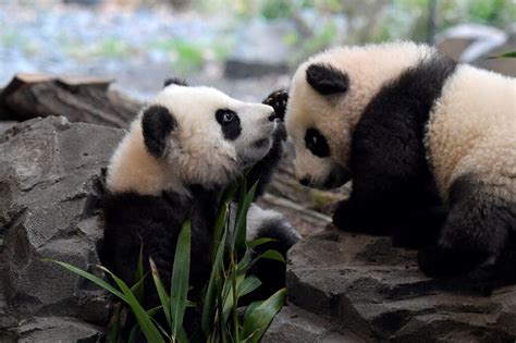 Berlin's panda twins ready for public debut