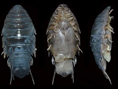 A taxonomic review of the fish parasitic isopod family Cymothoidae Leach, 1818 (Crustacea ...