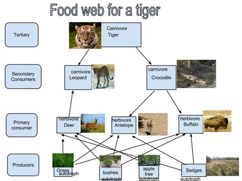 Bengal Tiger Food