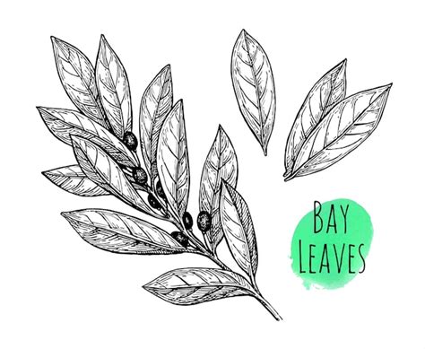 Premium Vector | Bay leaves set. Vintage style ink drawing.