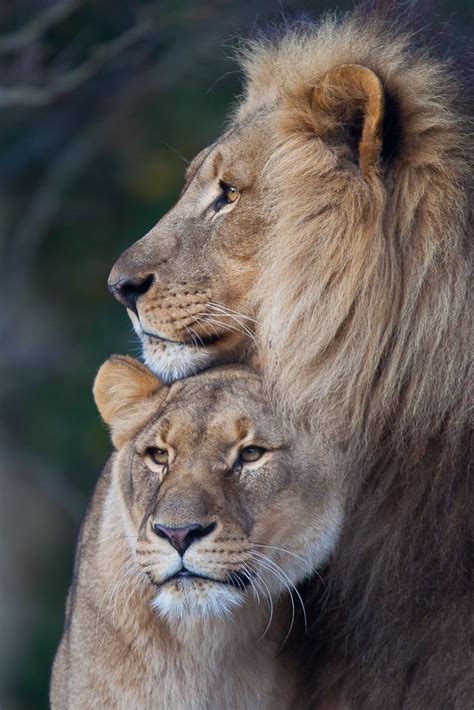 lions couple | Büyük kediler, Güzel kediler, Aslan