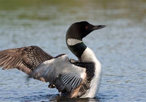 Loon Symbolism: 8 Spiritual Meanings of Loon