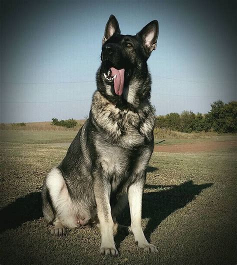 Old-Fashioned, Thick Boned, Large German Shepherd Breeder | Sable german shepherd, Silver sable ...