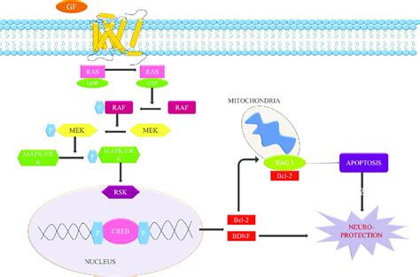 MAPK/ERK Signalling Pathway. The key components of the pathway are... | Download Scientific Diagram