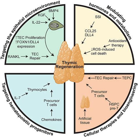 Frontiers | When the Damage Is Done: Injury and Repair in Thymus Function