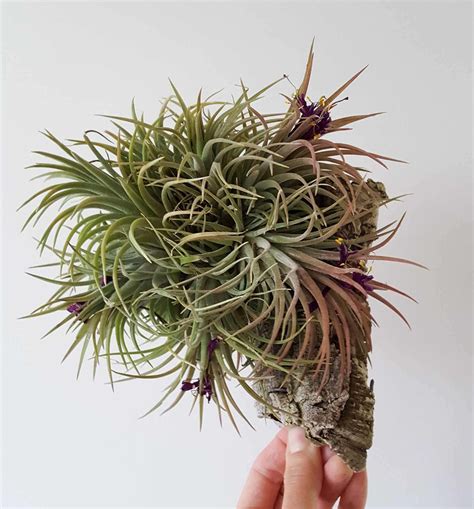 Air Plant Care 101: How to Not Kill Your Tillandsia ~ Homestead and Chill