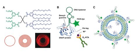 Artificial cells can deliver molecules better than the real thing | Penn Today