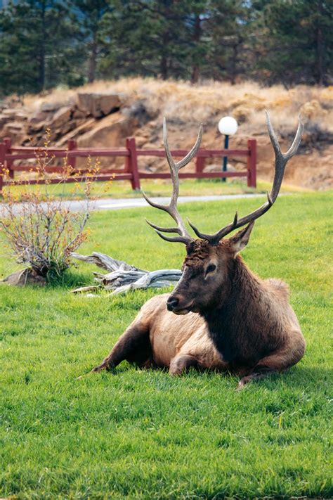 Where to See Wildlife in Rocky Mountain National Park ( + Photography ...