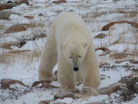 Polar Bear Migration – Hamilton Tours LTD of Bradford Ontario