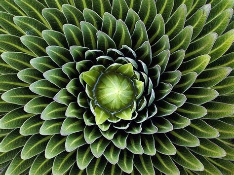 35 Breathtaking Examples of Patterns in Nature