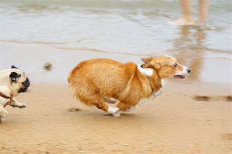 easily distracted | Corgi dog, Corgi, Cute corgi