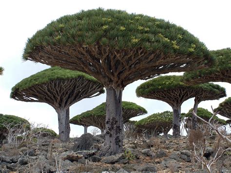 El drago de Canarias - Garden Catalunya Plants (Sant Vicenç dels Horts, Barcelona)