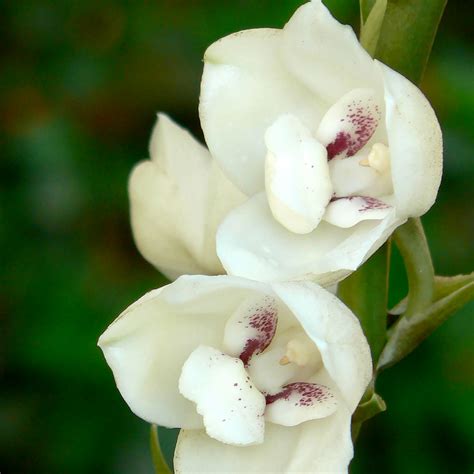 The Flower of the Holy Spirit - El Faro | Canal de Panamá