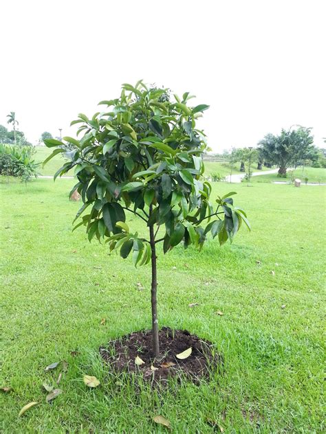 Riverine Parks: Mangosteen (Garcinia mangostana)