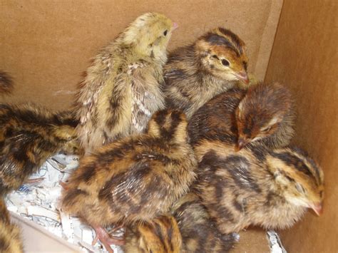 Five reasons to start quail farming - Agriculture In Zambia