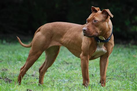 Arriva il patentino obbligatorio per cani ritenuti pericolosi - IlGiornale.it