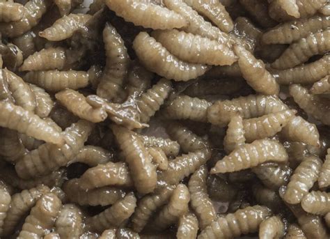 Maggot farming gets wriggling as new-age stockfeed option | Farm Online | ACT