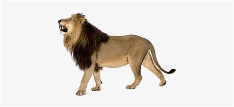 Angry Lion Png Images Download - Lion With White Background Transparent ...