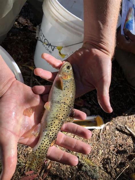 Colorado’s greenback cutthroat trout making a comeback – Sterling Journal-Advocate