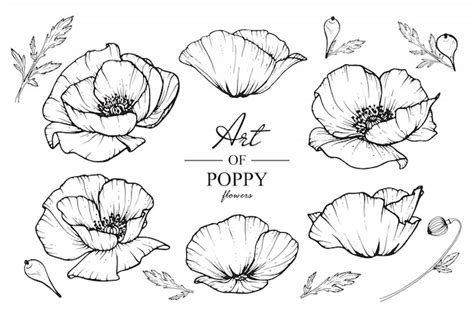 Poppy Flower Drawing Vector Art | Best Flower Site