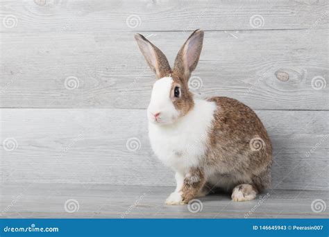 Rabbits Are Sitting In The Basket Royalty-Free Stock Photography ...