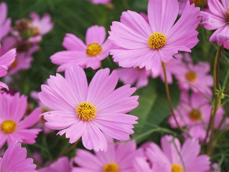 Pink Cosmos Flower Seeds ( 300 seeds ) - Basic Farm House | Lazada PH