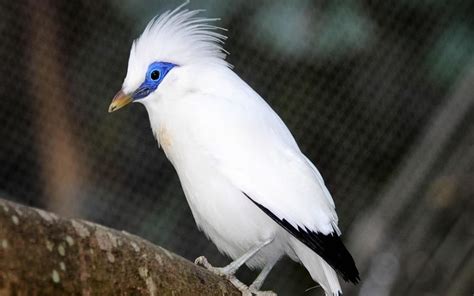 Bali Starling: The Beauty from Bali - Lovina Bali Taxi Service