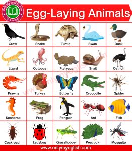 50+ Egg laying Animals Name with Pictures