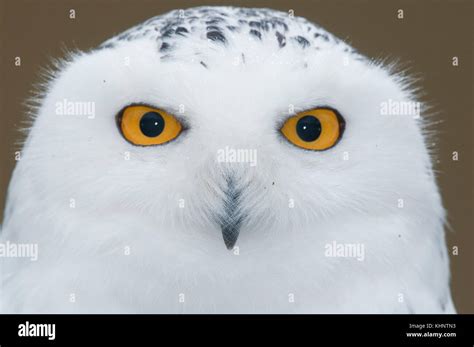 Snowy Owl (Nyctea scandiaca), Howell Nature Center, Michigan Stock Photo - Alamy