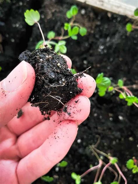 Soil Blocking: A Simple Beginner's Guide to Get You Started Planting TODAY! - Modern Harvest