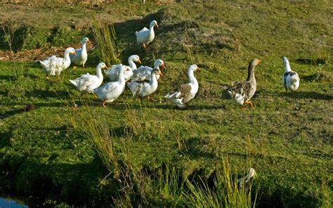 What Is a Group of Geese Called? - LearnPoultry