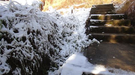 Snow falling on cedars – The Ginkgo Society