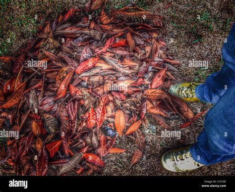 Pile of leaves, rusty rake. Gardening Stock Photo - Alamy