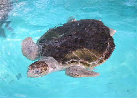 Sea Turtle Conservation Holidays | Audley Travel