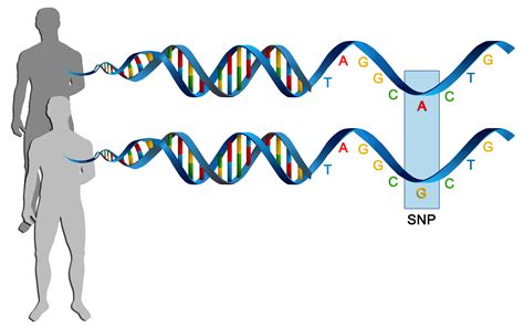 Study Finds Genetic Basis of Common Diseases May Span Tens of Thousands ...