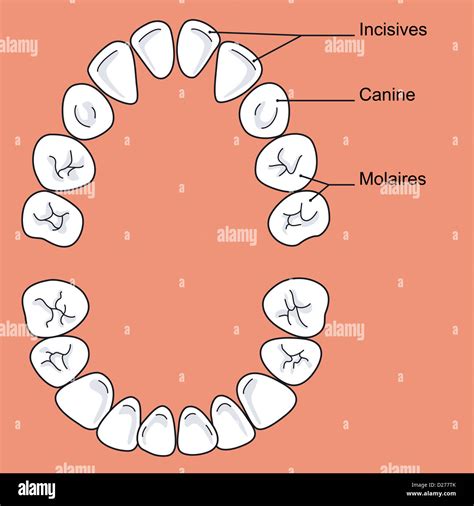 MILK TOOTH, DRAWING Stock Photo - Alamy